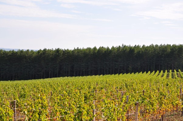 Visite de Bergerac, Guides Dordogne