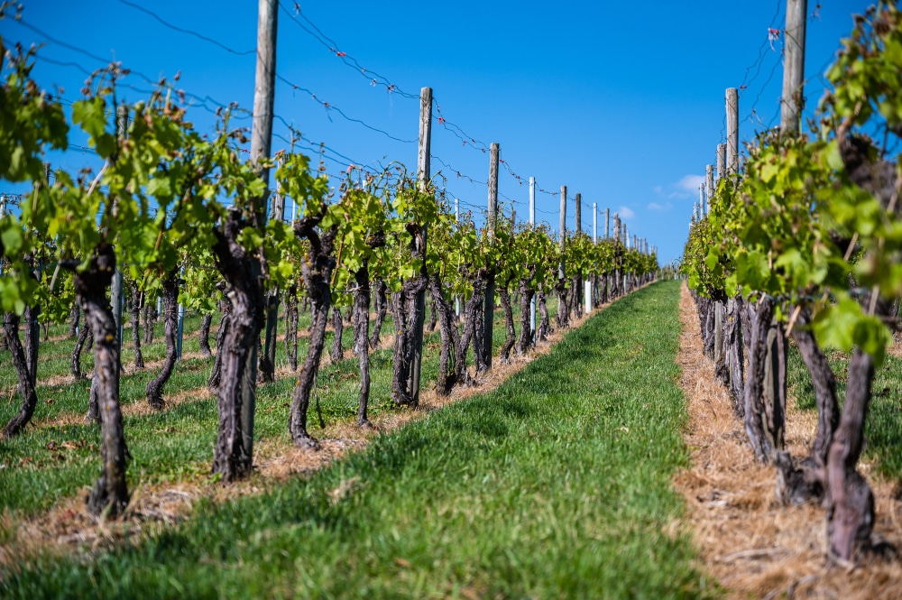 Route des vins de Loire