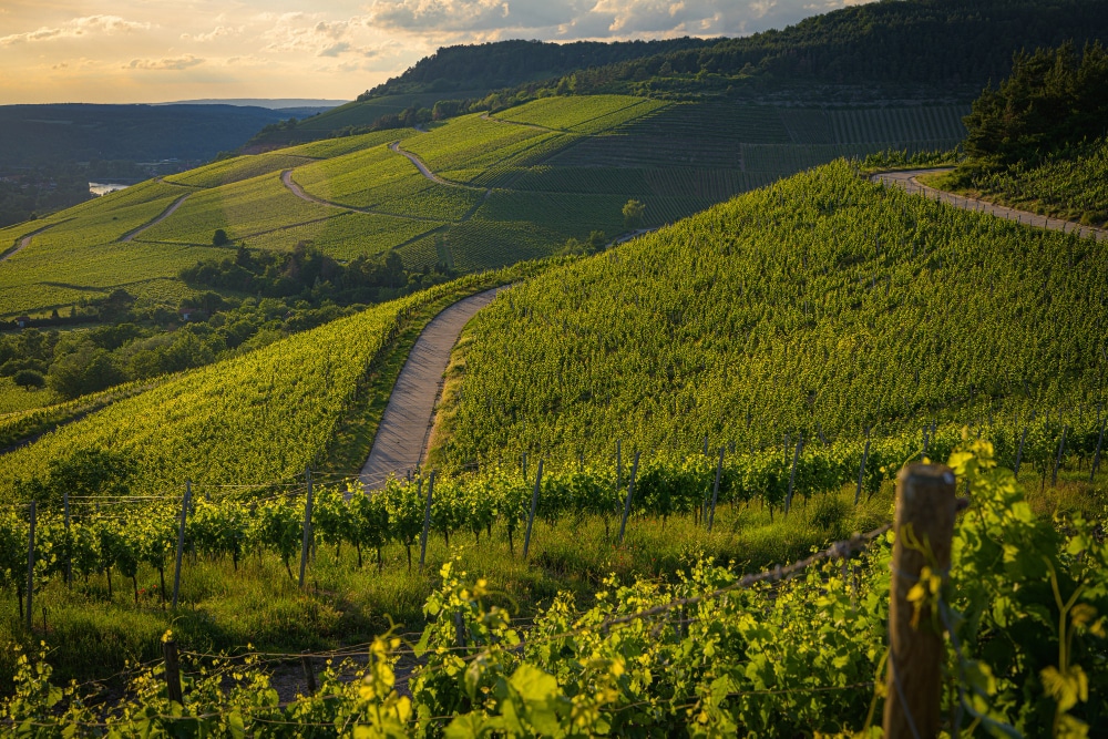 Route des vins de Loire